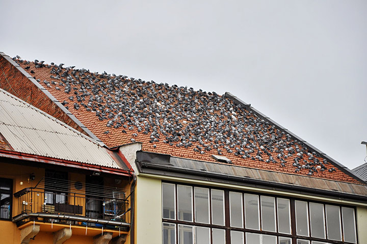 A2B Pest Control are able to install spikes to deter birds from roofs in Nelson. 