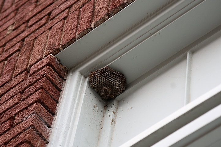We provide a wasp nest removal service for domestic and commercial properties in Nelson.